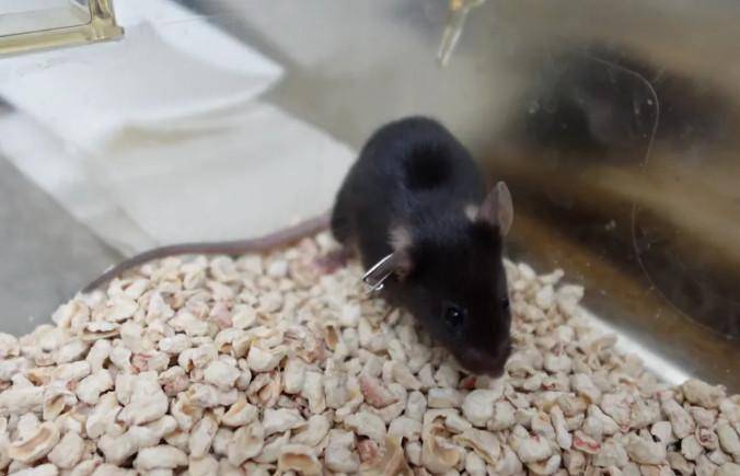 为4只“太空小鼠”取名<strong></p>
<p>火花币</strong>，网友：从从、容容、游刃、有余……