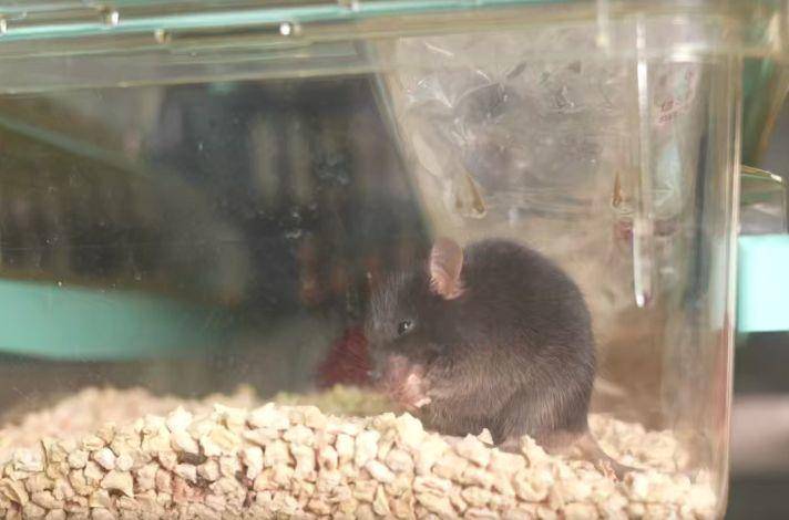 为4只“太空小鼠”取名<strong></p>
<p>火花币</strong>，网友：从从、容容、游刃、有余……