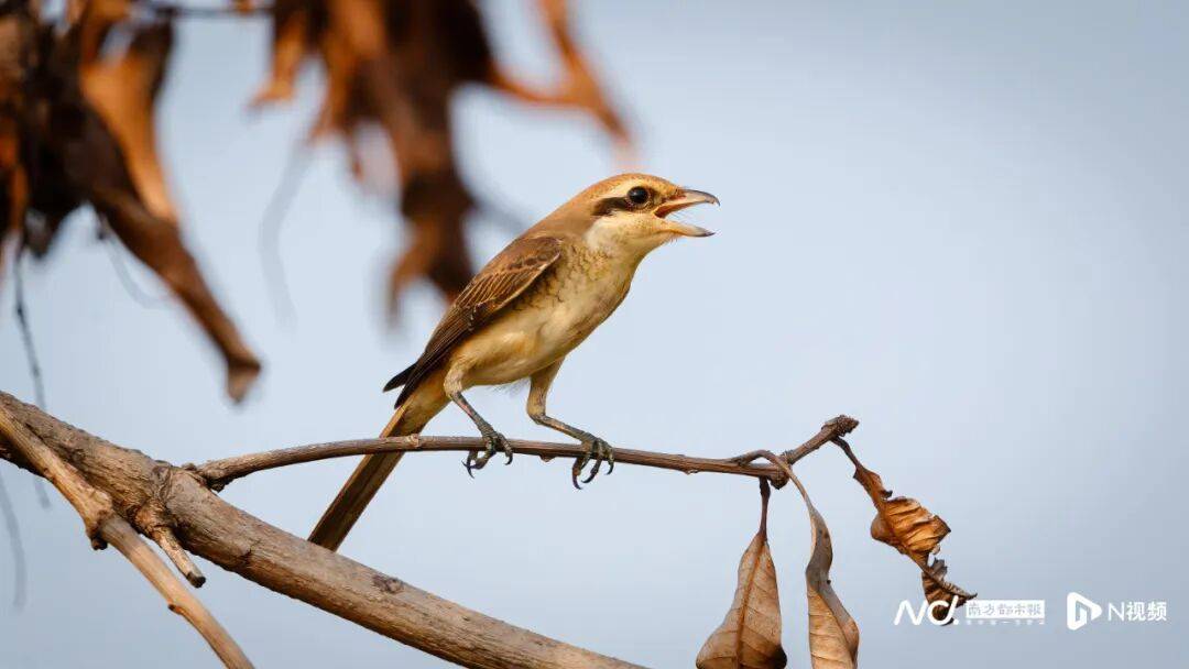 东莞最新发布：将严厉打击这些行为<strong></p>
<p>币今</strong>！