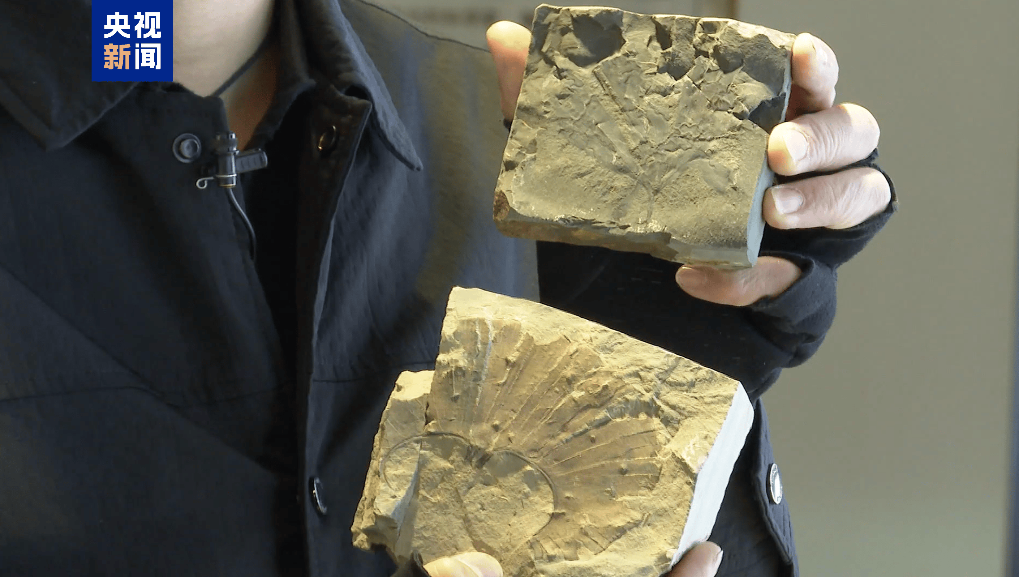 距今约2.8亿年<strong></p>
<p>瑞亚币</strong>！山西阳泉矿区发现远古银杏化石