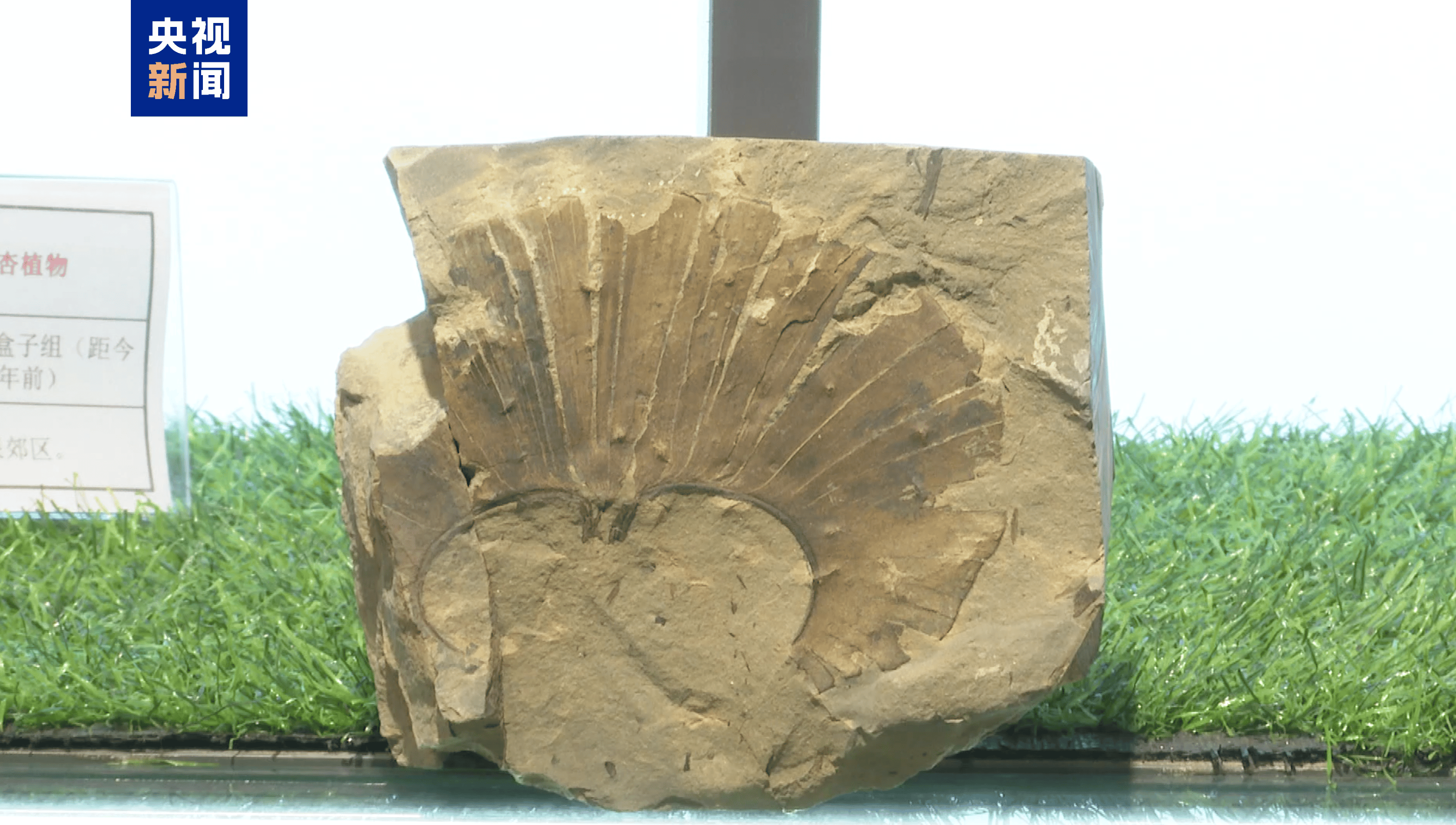 距今约2.8亿年<strong></p>
<p>瑞亚币</strong>！山西阳泉矿区发现远古银杏化石