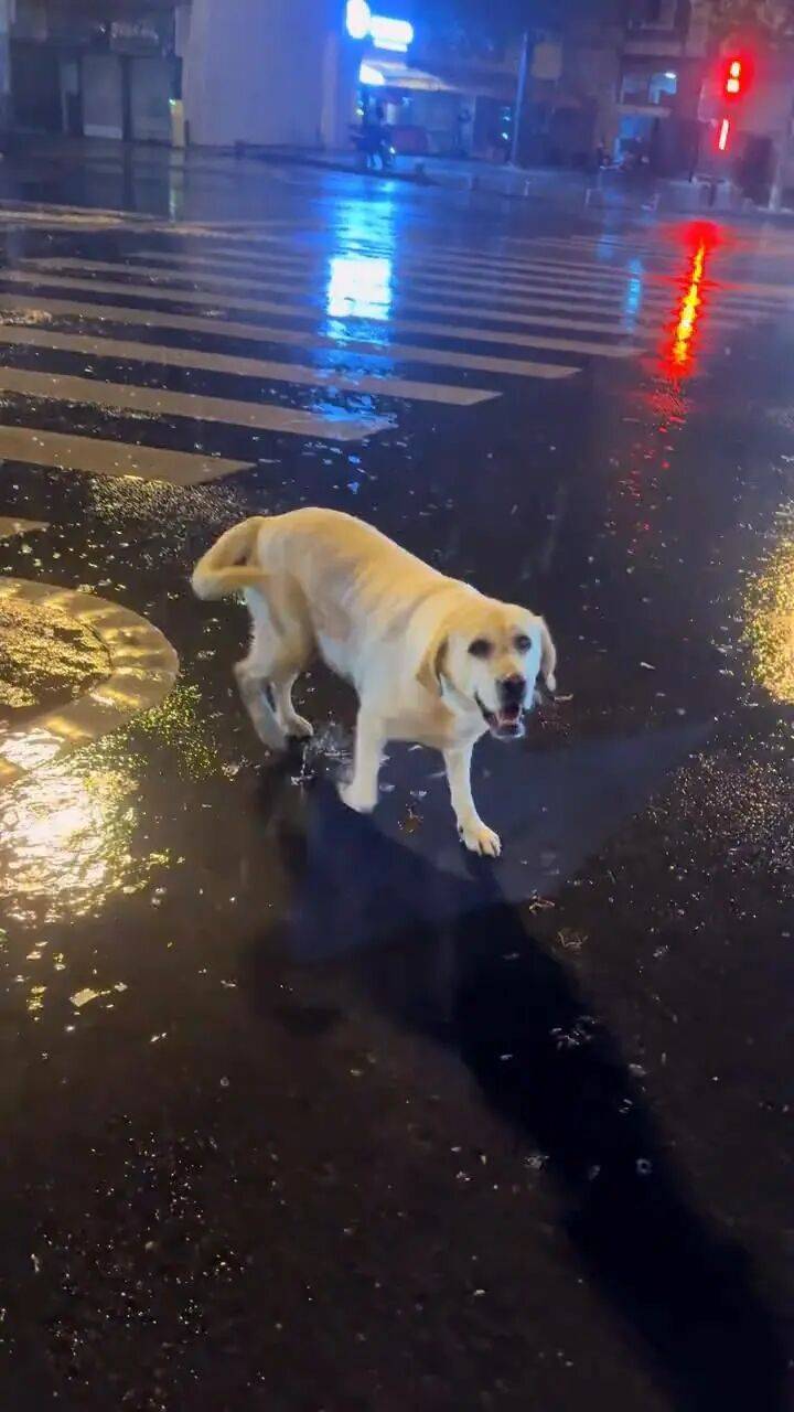 青岛一只拉布拉多犬走失三月后<strong></p>
<p>评价币</strong>，长沙街头被网友发现并收留，目前犬只已被送回犬主身边